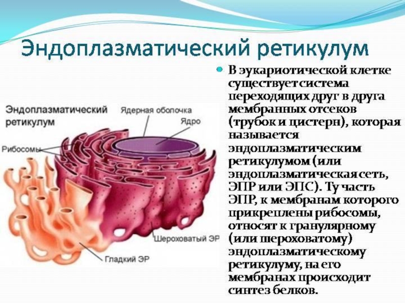 Эндоплазматическая сеть на рисунке