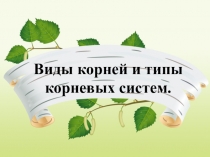 Презентация по биологии на тему Виды корней и типы корневых систем