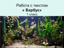 Работа с текстом  Барбусы 1 класс