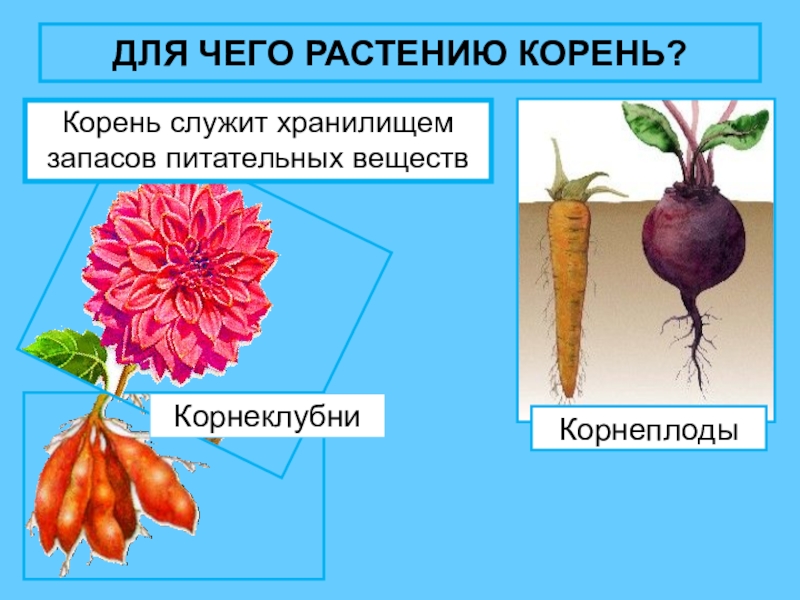 Какие функции выполняют корни растений 6 класс