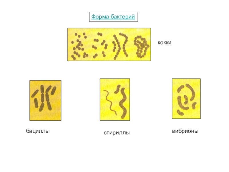 Форма биология. Формы бактерий кокки бациллы спириллы вибрионы. Форма бактерии кокки. Биология 5 класс кокки вибрионы бациллы. Бациллы, спириллы, вибрионы, кокки..