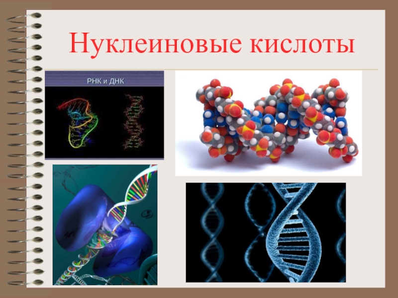 Нуклеиновые кислоты презентация 9 класс биология