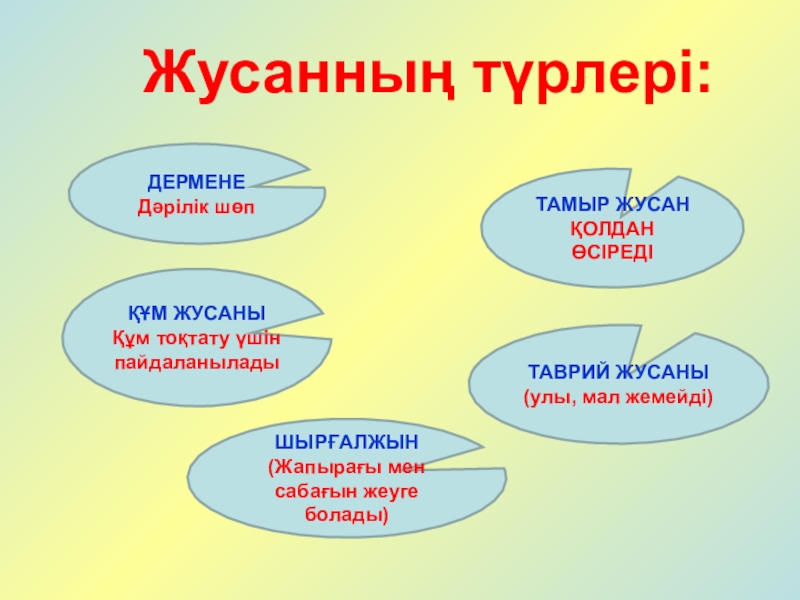 Жусан иісі презентация