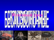 Презентация по биологии на тему: Беспозвоночные (6 класс)