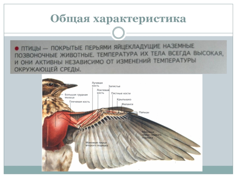 Презентация егэ птицы биология