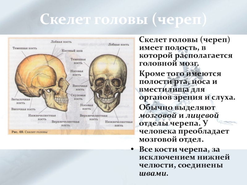 Функции скелета головы