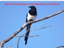 Презентация Биология врановых птиц Оренбургской области