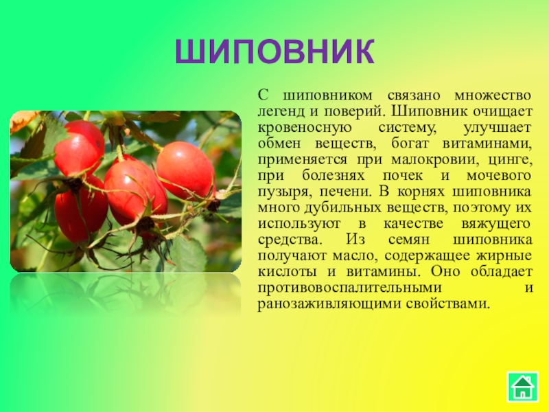 Лекарственные растения ростовской области фото и описание