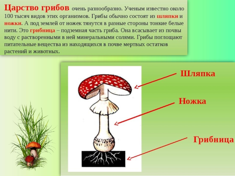 Характеристика царства грибы презентация