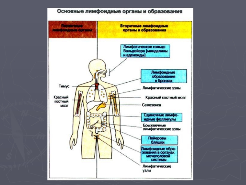 Что такое иммунная карта