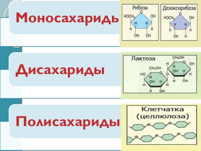 Углеводы картинки биология