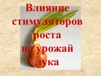 Исследовательская работа Влияние стимуляторов роста на урожай лука