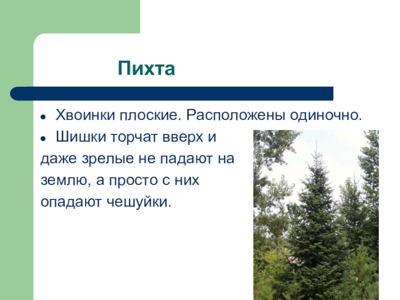 Пихта расположение. Пихта высота. Пихта форма хвоинок. Пихта таблица. Расположение хвоинок у пихты.