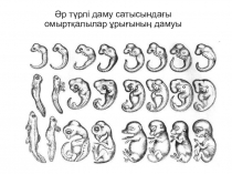 Онтогенез тақырыбына презентация (9сынып)