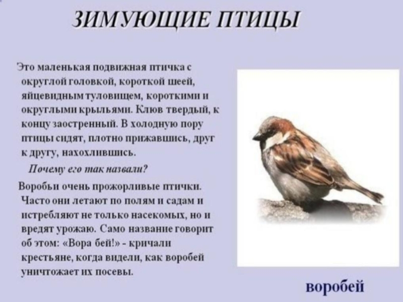 Проект о птицах