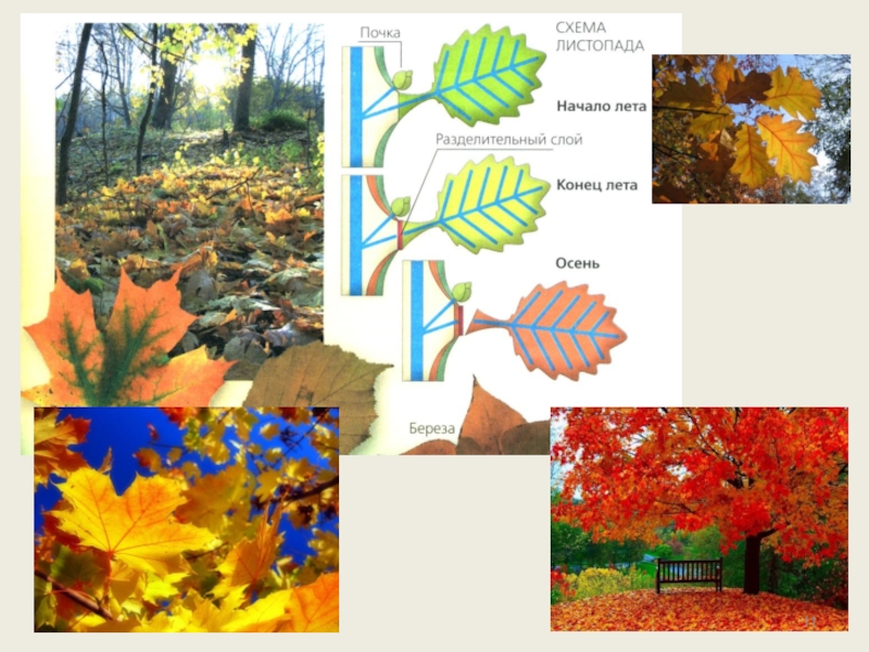 Схема листопада по биологии 6 класс