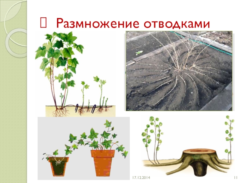 Размножение отводками рисунок