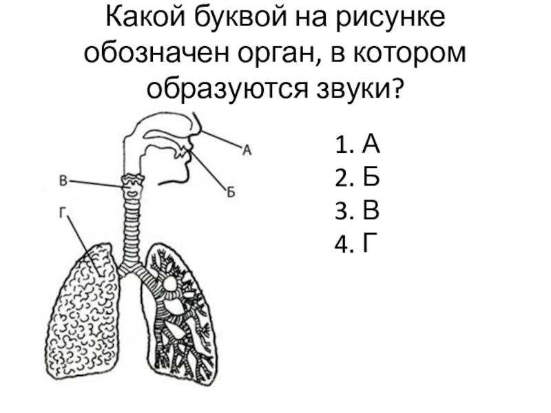 Какой буквой на рисунке обозначен орган, в котором образуются звуки?А БВГ