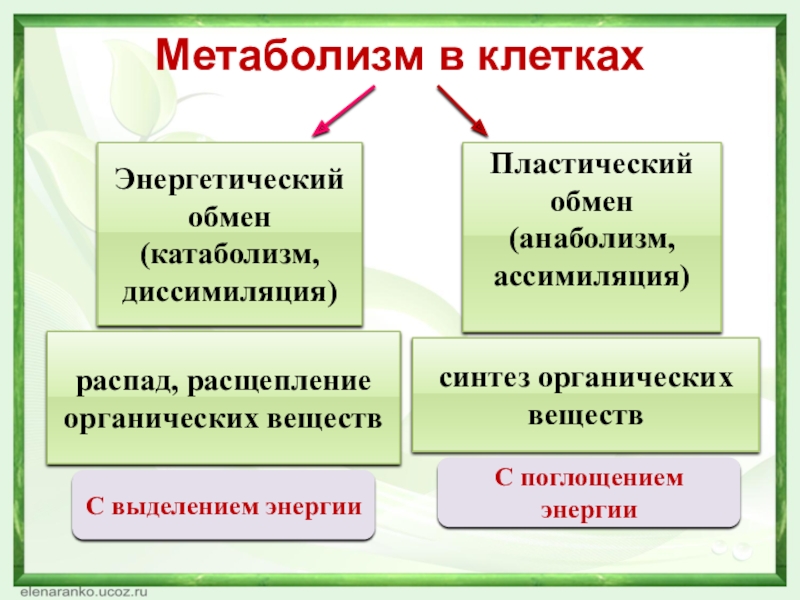 Метаболизм в клеткахЭнергетическийобмен(катаболизм,диссимиляция)Пластическийобмен(анаболизм,ассимиляция)распад, расщеплениеорганических веществсинтез органических веществС поглощением энергииС выделением энергии