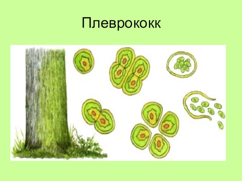 Тест водоросли 6 класс биология. Плеврококк водоросль строение. Плеврококк строение клетки. Зеленые водоросли плеврококк. Плеврококк водоросль размножение.