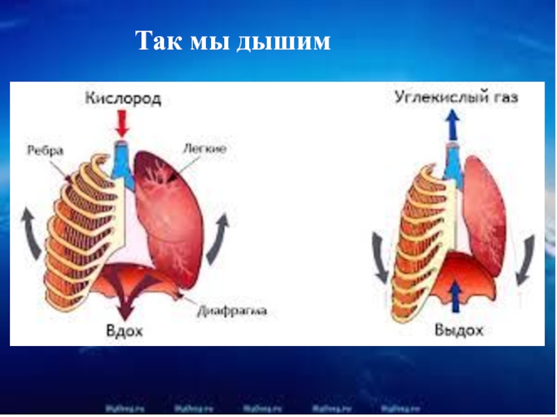 Кислород в легких. Дыхательная система человека вдох и выдох. Процесс дыхания у человека схема. Схема дыхания человека вдох выдох. Как происходит процесс вдоха и выдоха.