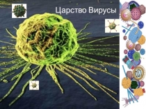 Презентация по биологии Вирусы.