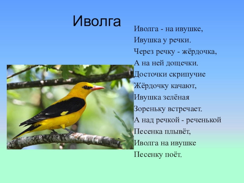 Иволга составить слова. Иволга. Доклад про Иволгу. Иволга краткое описание для детей. Рассказ про птицу Иволга.