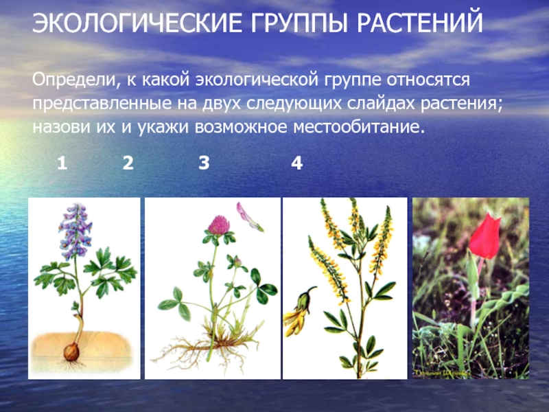 Экологические группы экология. Экологические группы растений. Экологические группы растений таблица. Экологическая группа это в биологии. Характеристика экологических групп растений.
