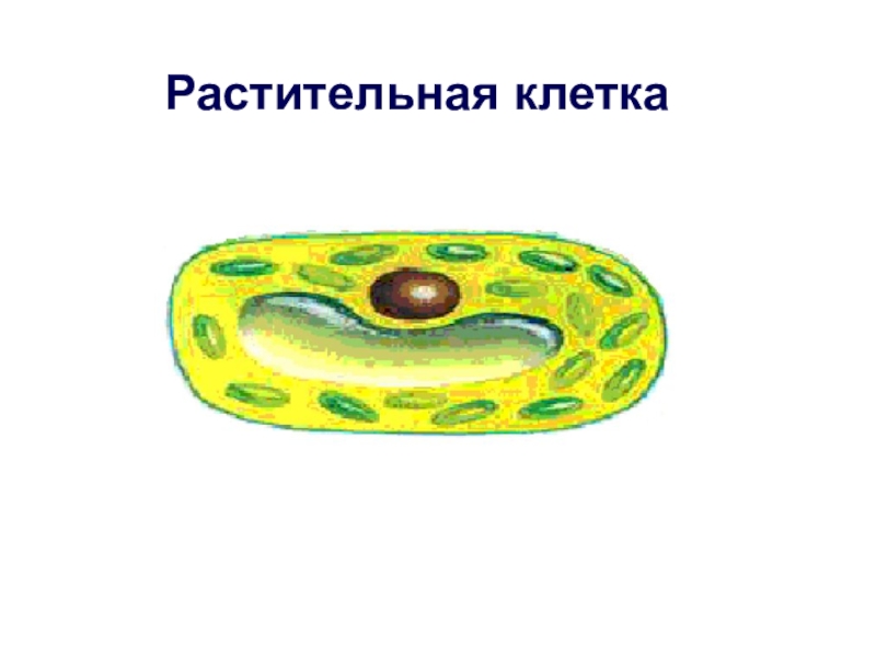 Строение и жизнедеятельность клетки. Анимация о жизнедеятельности клетки. Окружающий мир 4 класс доклад 