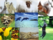 Презентация по английскому языку на тему Планета животных (6 класс)