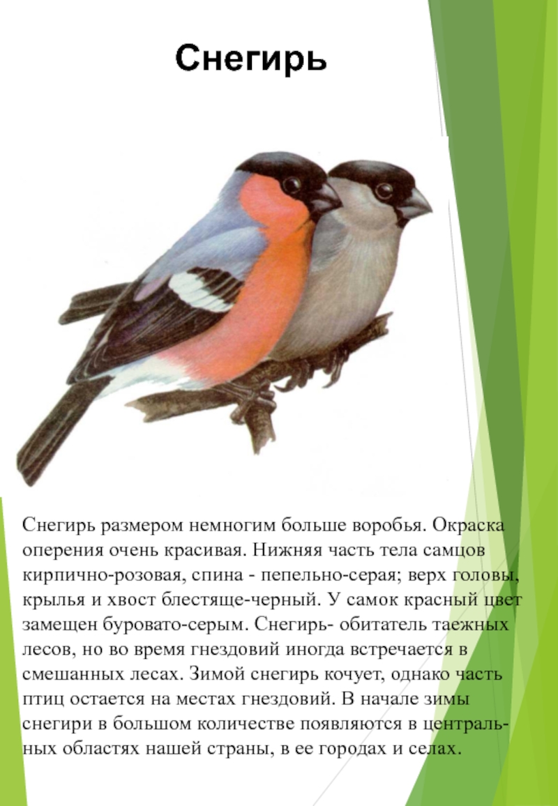 Снегири девочки и мальчики. Снегирь самка и самец. Описание самки снегиря. Снегирь цвет оперения. Снегирь окраска оперения.