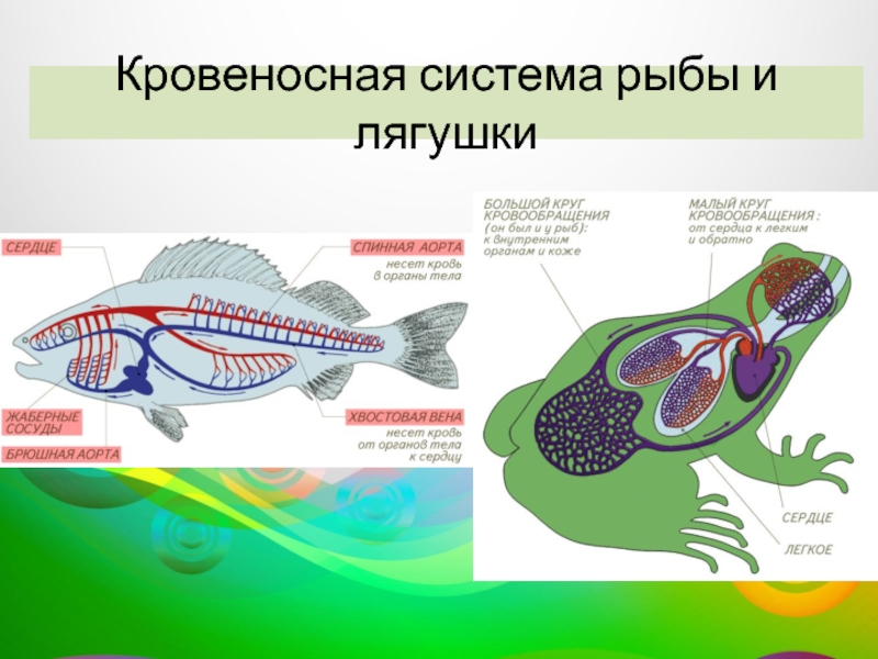 У рыб 1 круг кровообращения. Кровеносная система система рыб. Кровеносная система рыб 7 класс биология. Схема кровеносной системы костистой рыбы. Строение кровеносной системы костных рыб.
