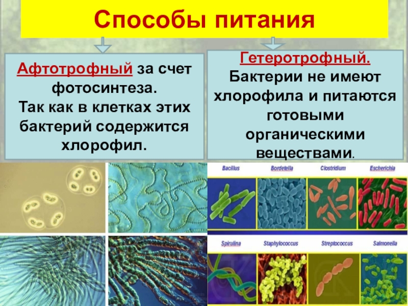 Типы питания схема биология 5 класс