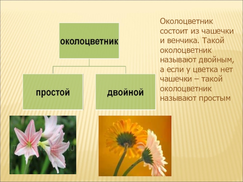 Околоцветник состоит из венчика. Околоцветник чашечка и венчик. Двойной околоцветник состоит. Околоцветник цветка состоит. Околоцветник состоит из венчика и.