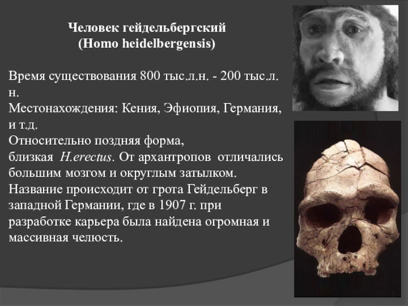 Homo heidelbergensis. Гейдельбергский человек (homo Heidelbergensis). Гельдербергский человек скелет. Гельдербергский человек Антропогенез. Гейдельбергский человек строение.