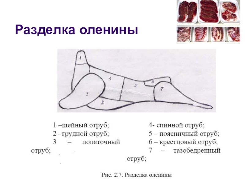 Разделка косули схема