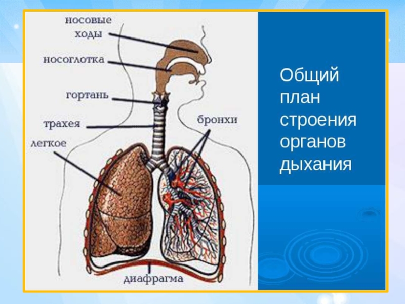 Органы дыхания человека рисунок