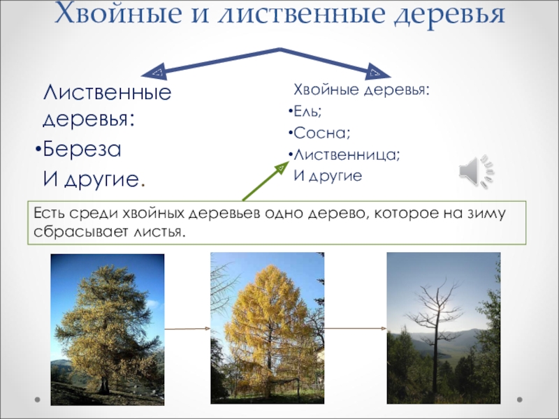 Окружающий мир 1 класс хвойные деревья презентация 1 класс