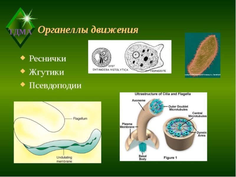 Органоиды движения рисунок