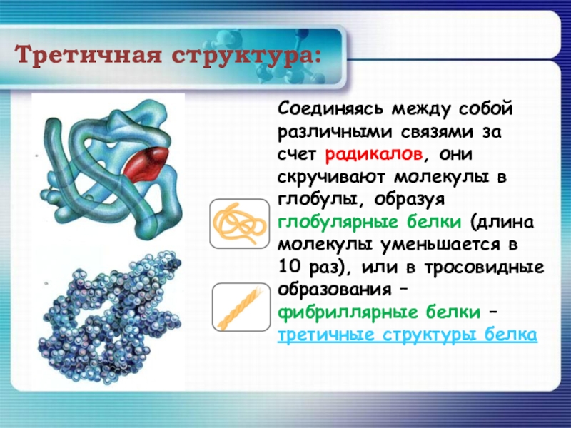 Презентация на тему белки по химии