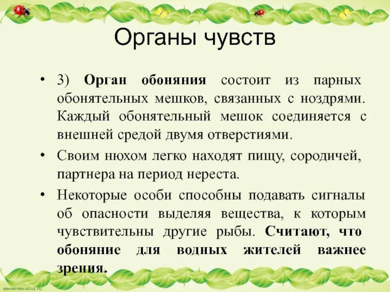 Органы чувств3) Орган обоняния состоит из парных обонятельных мешков, связанных с ноздрями. Каждый обонятельный мешок соединяется с