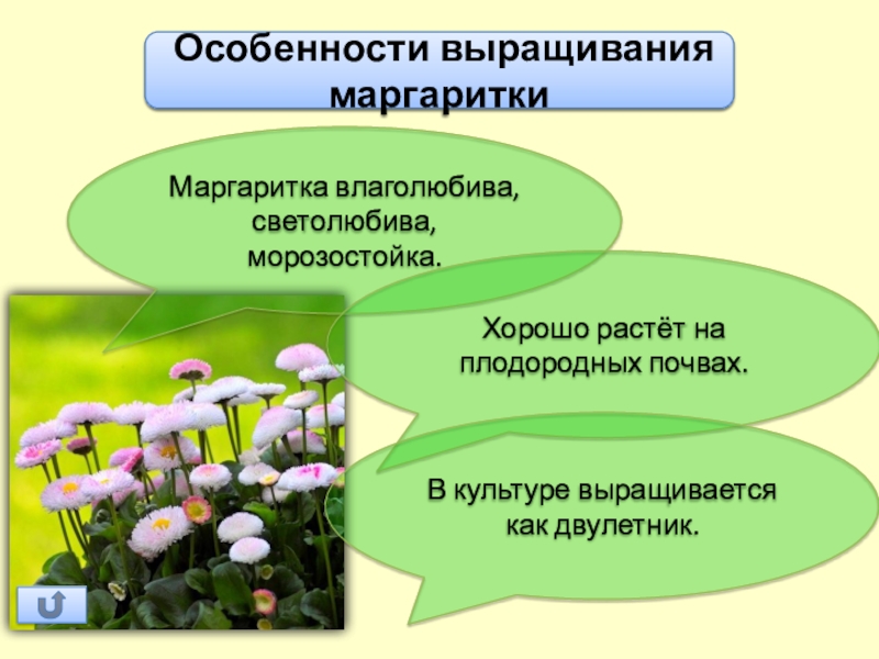 Легенда о маргаритке цветке. Маргаритка Сложноцветные. Маргаритки презентация. Маргаритка строение. Маргаритки кратко.