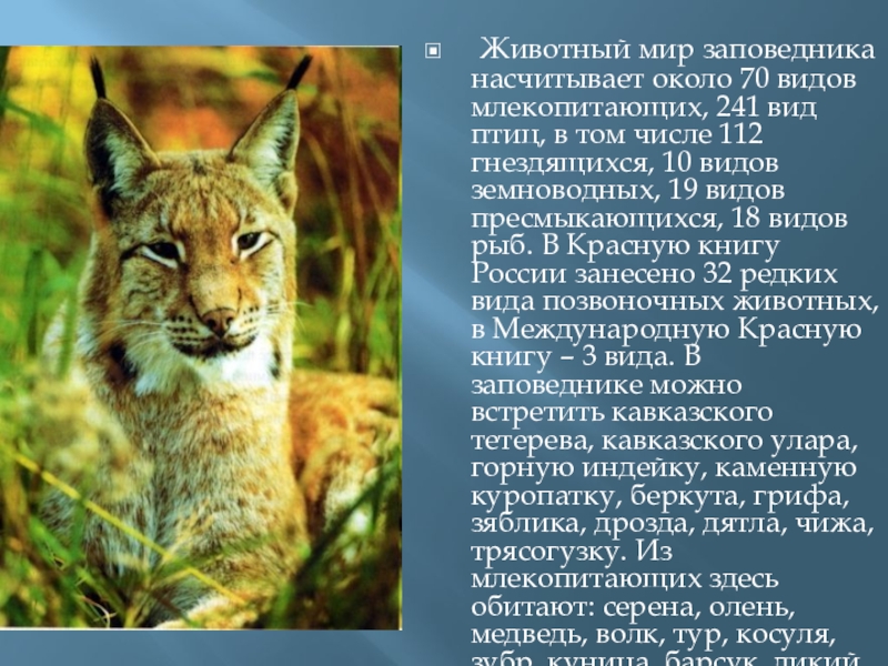 Рассказ о животном родного края 2. Заповедники красной книги. Рассказ об животном из зповедника. Сообщение о животных заповедника. Заповедники животных красной книги.