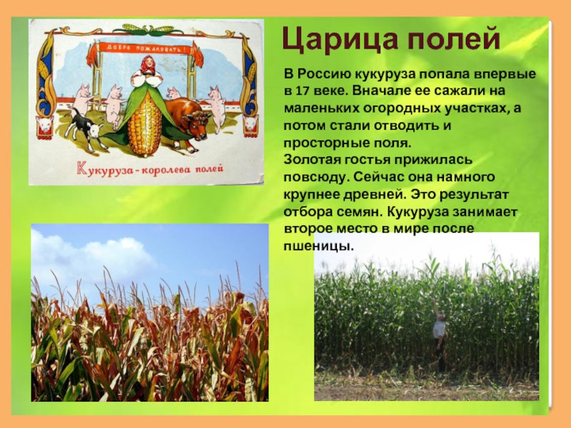 Царица полейВ Россию кукуруза попала впервые в 17 веке. Вначале ее сажали на маленьких огородных участках, а