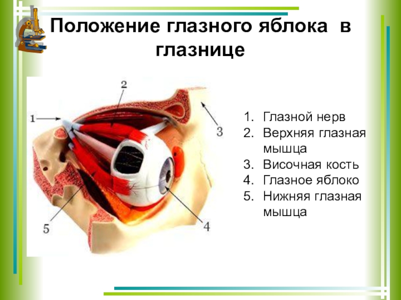 Мышцы глазного яблока. Положение глазного яблока. Положение глазного яблока в глазнице. Положение глазного яблока в глазнице рисунок. Положение глазного яблока в глазнице рис 133.