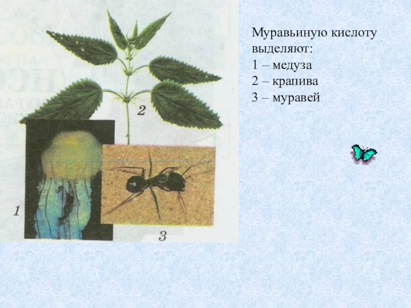 Муравьиная кислота картинки