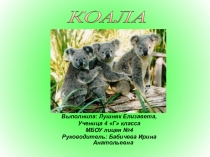 Презентация по окружающему миру  Коала (4 класс)