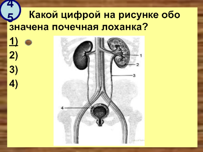 Лоханке что означает. Почечная лоханка схема. Почечная лоханка рисунок. Строение почечной лоханки. Особенность строения почечной лоханки.