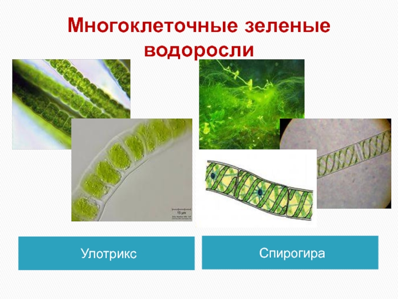 Улотрикс какое слоевище