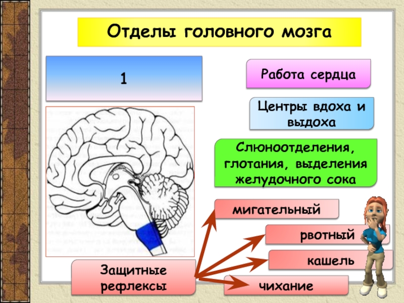 Рефлексы головного мозга таблица. Отделы головного мозга. Рефлексы и отделы мозга. Функции головного мозга. Отдел мозга отвечающий за рефлексы.
